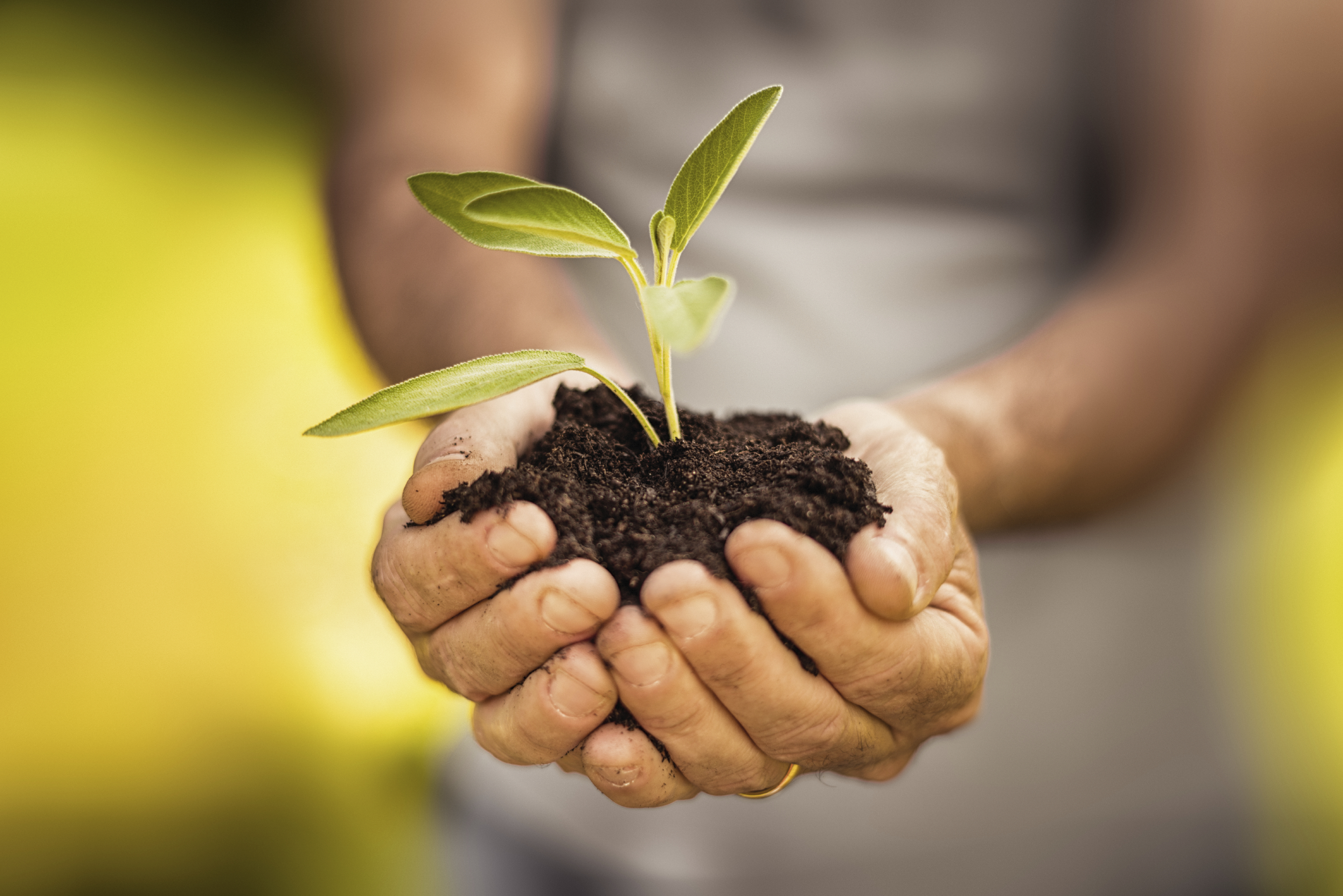 Afforestation